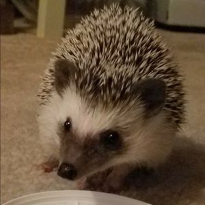 Meet your Posher, Michael